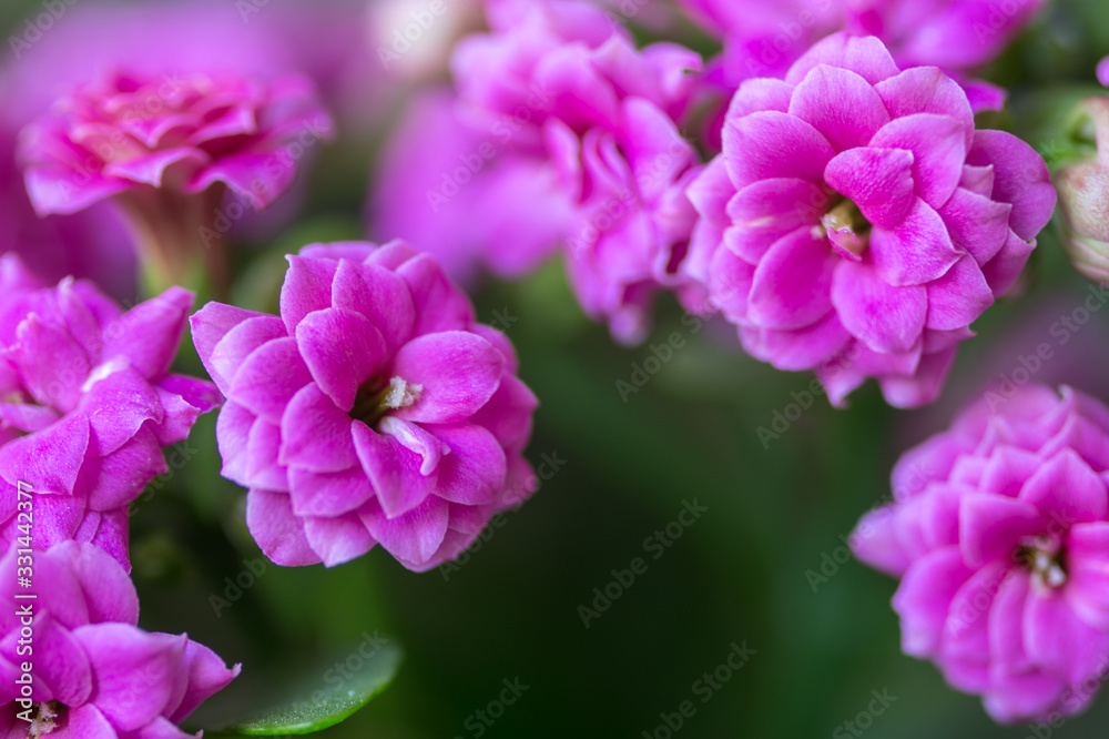 Close up Kalanchoe blossfeldiana or Florist Kalanchoe flowers color pink. Copy space, free space for text, flower card. Selected focus. Close up Kalanchoe blossfeldiana or Florist Kalanchoe flowers color pink. Copy space, free space for text, flower card. Selected focus.