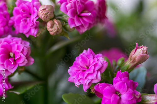 Close up Kalanchoe blossfeldiana or Florist Kalanchoe flowers color pink. Copy space, free space for text, flower card. Selected focus.