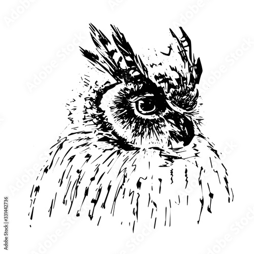 black owl image
