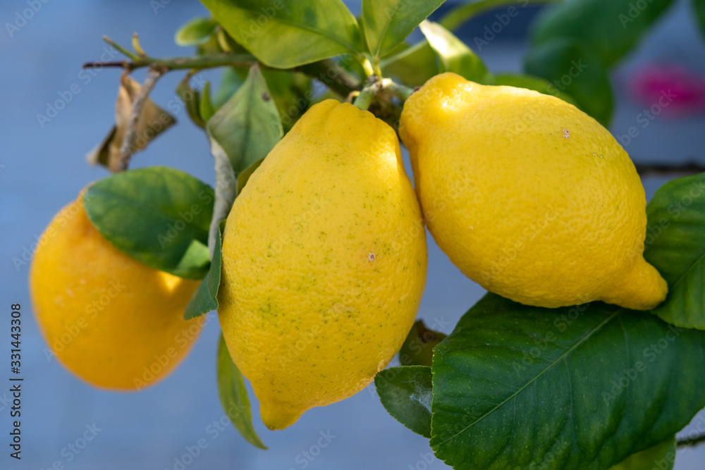 Gelbe frische Zitronen