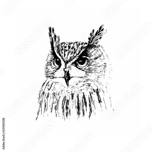 serious owl in black and white