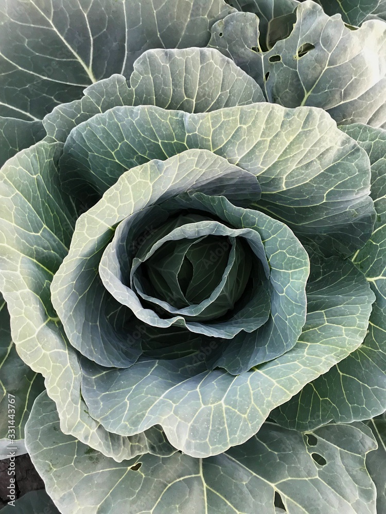 Obraz premium A beautiful field of green cabbage. Cabbage growth. 