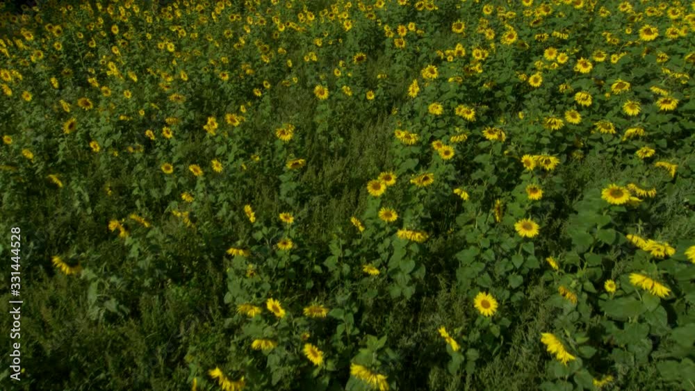 field of sunflowers field of sunflowers