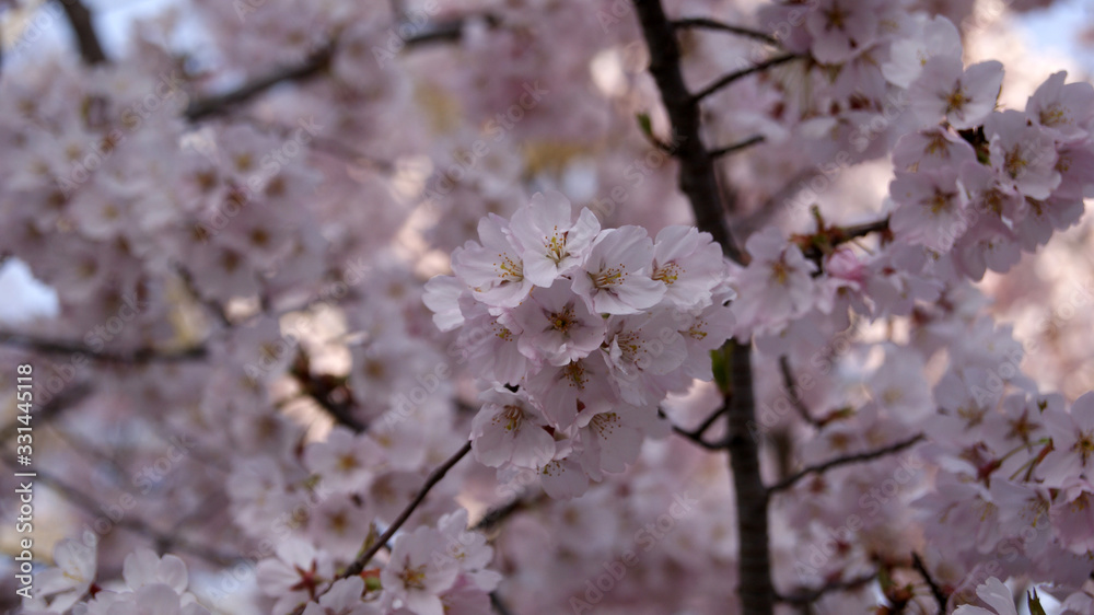 Branches of a flowering tree. Pink double flowers on branches cherry. Branches of a flowering tree. Pink double flowers on branches cherry.