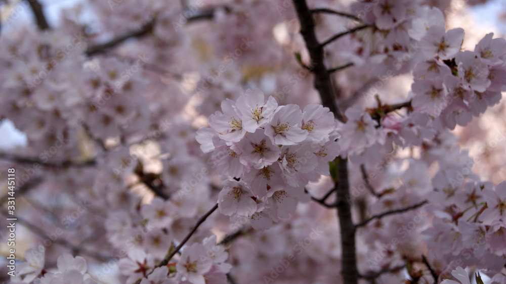 Branches of a flowering tree. Pink double flowers on branches cherry.