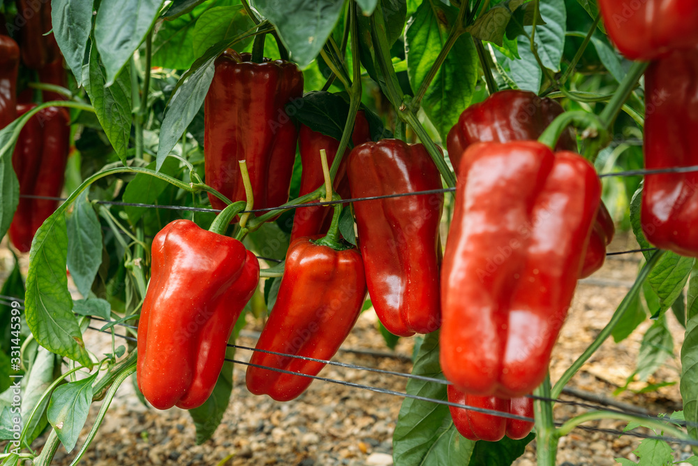 Lamuyo Red pepper cultivation on an ecological and traditional greenhouse. Ecological cultivation in El ejido, Almería. Lamuyo Red pepper cultivation on an ecological and traditional greenhouse. Ecological cultivation in El ejido, Almería.
