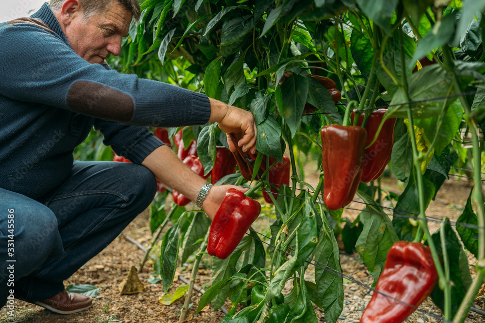 Fototapeta premium Male farmer picking a Lamuyo Red pepper in an ecological and traditional greenhouse in El ejido, Almería. Ecological and organic cultivation