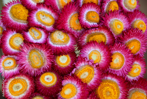 Straw flowers dries flowers colorful closed up background