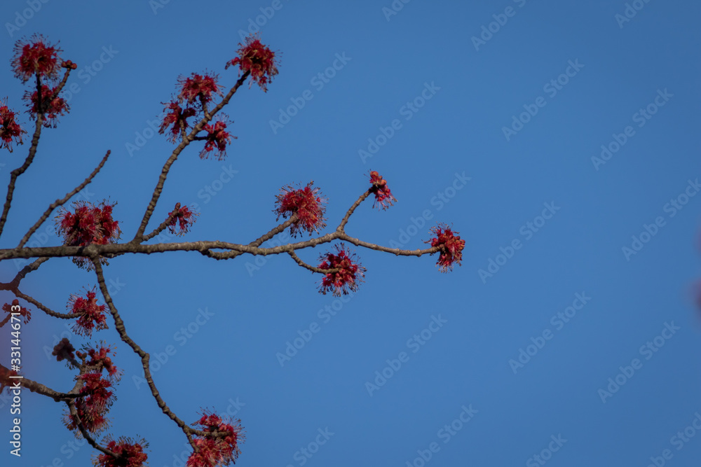 Red Maple, Acer rubrum, spring flowering buds blue background Red Maple, Acer rubrum, spring flowering buds blue background