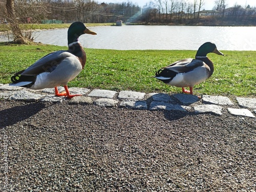 Happy wild ducks during sunny spring day photo