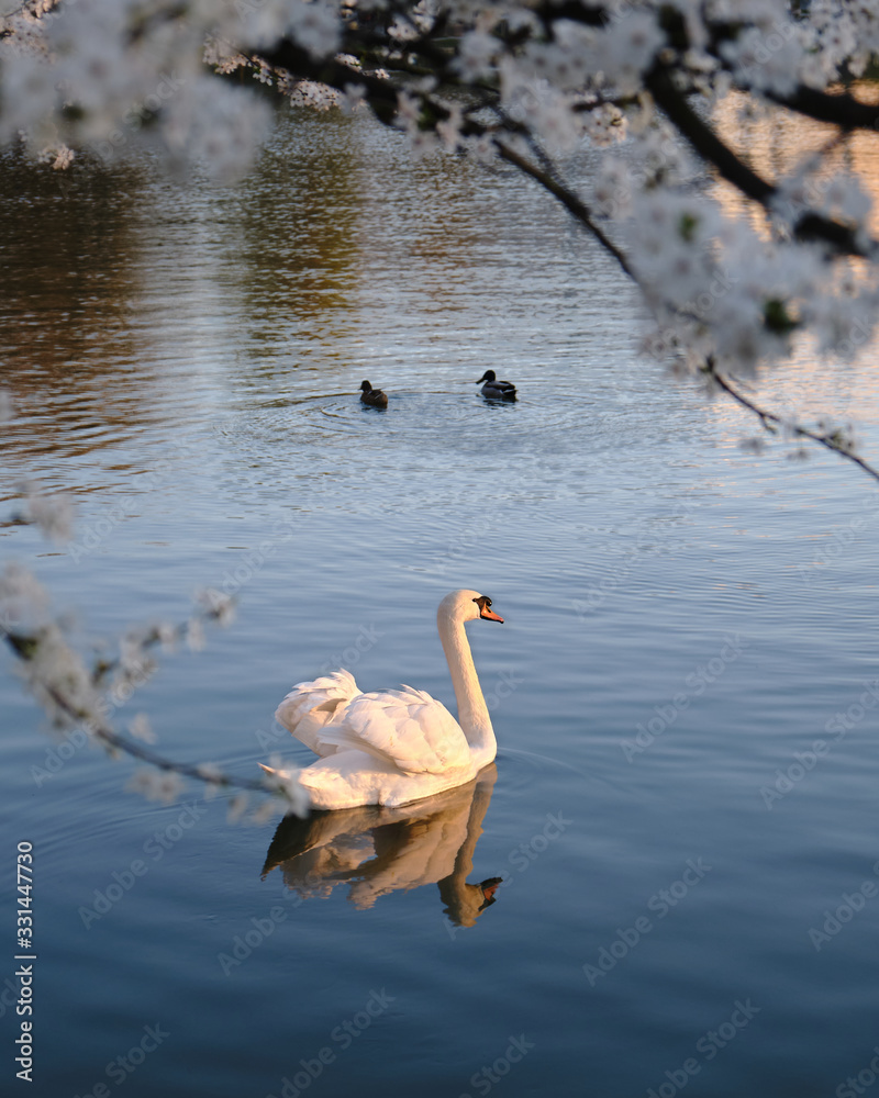 White Mute swan with light shining on its feathers, at sunset, swims in dark blue waters, under white Cherry plum flowers in Spring.