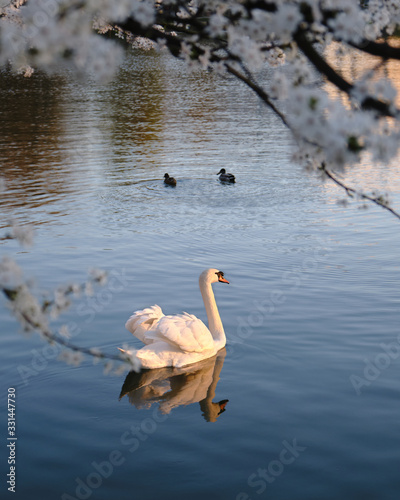 Obraz na płótnie White Mute swan with light shining on its feathers, at sunset, swims in dark blue waters, under white Cherry plum flowers in Spring. w salonie