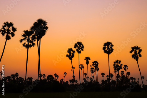 Silhouette coconut palm tree at sunset. nature outdoor photography. wallpaper of nature.