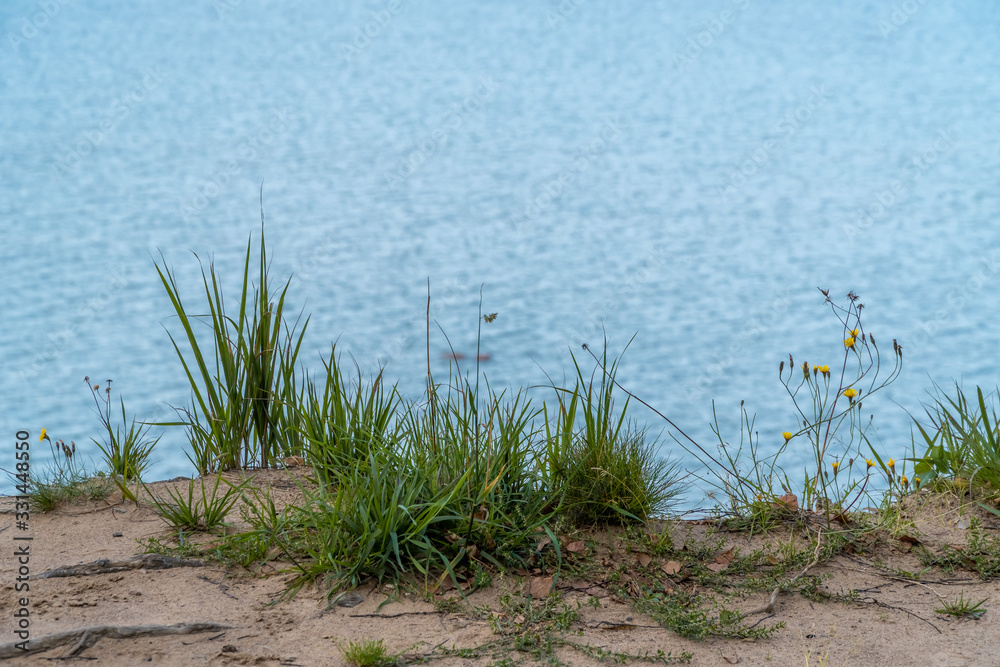 Grass and flowers grow on a sandy cliff above the Gulf of Finland in the area of the Fort Krasnaya Gorka Grass and flowers grow on a sandy cliff above the Gulf of Finland in the area of the Fort Krasnaya Gorka