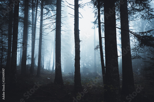 Nebelige Waldszene mit kühler Stimmung in Nadelwald und Blick auf Lichtung.  photo