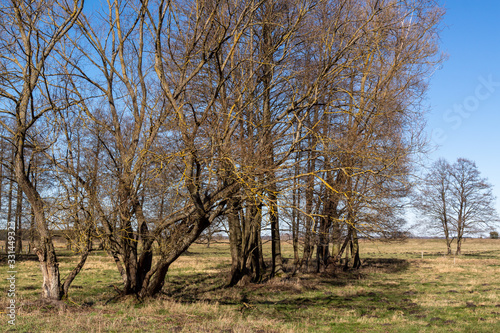 Fototapeta Naklejka Na Ścianę i Meble -  Podlaskie wierzby. Wiosna na Podlasiu. Krajobraz wiejski. Piękne Podlasie, Polska