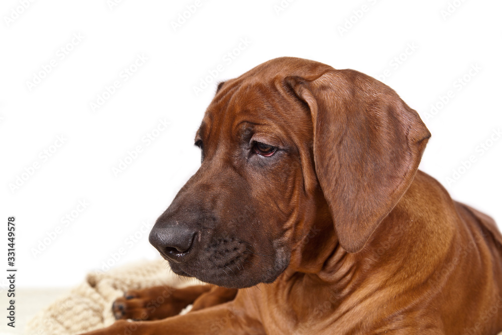 Dog breed Rhodesian ridgeback portrait on white background in profile