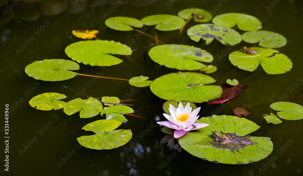Lake with water-lily flowers on dark water. Beautiful pink water lily, Flower blooming Lake with water-lily flowers on dark water. Beautiful pink water lily, Flower blooming