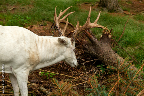 Rare white deer . Natural scene from conservation area in Wisconsin. photo