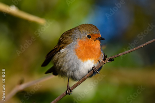 Robin