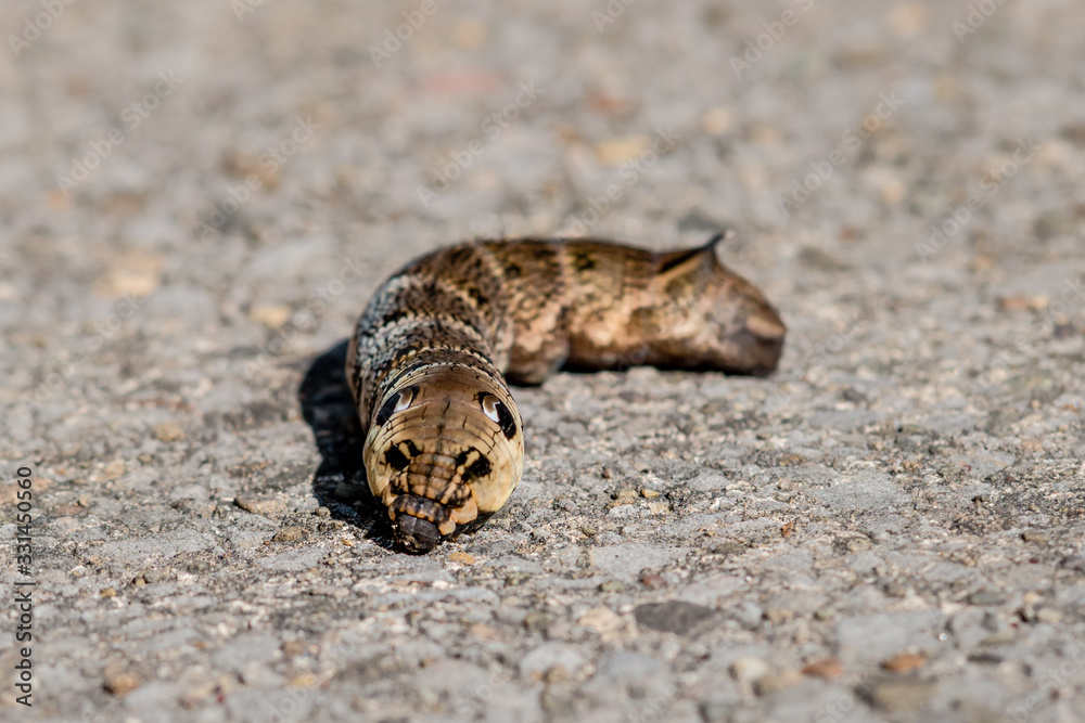 Front-view of an elephant hawk moth caterpillar on pavement Front-view of an elephant hawk moth caterpillar on pavement