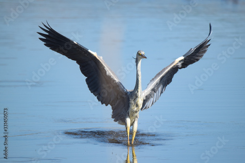 Heron landing © EMMA