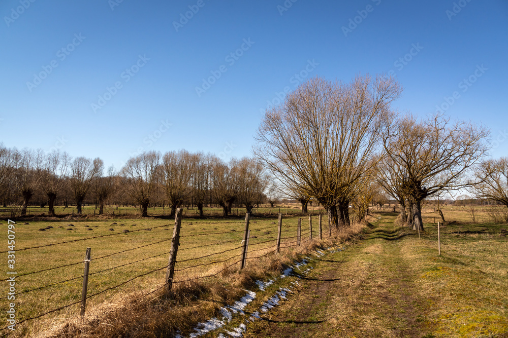 Podlaskie wierzby. Wiosna na Podlasiu. Krajobraz wiejski. Piękne Podlasie, Polska Podlaskie wierzby. Wiosna na Podlasiu. Krajobraz wiejski. Piękne Podlasie, Polska