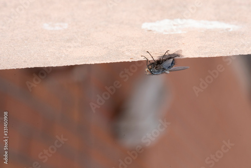 Common house fly in habitable environments located in an open space open  © gerardo