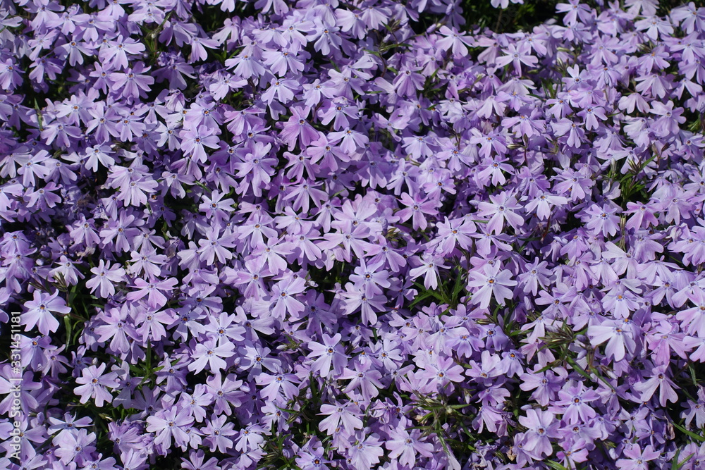 Abundant violet flowers of phlox subulata from above