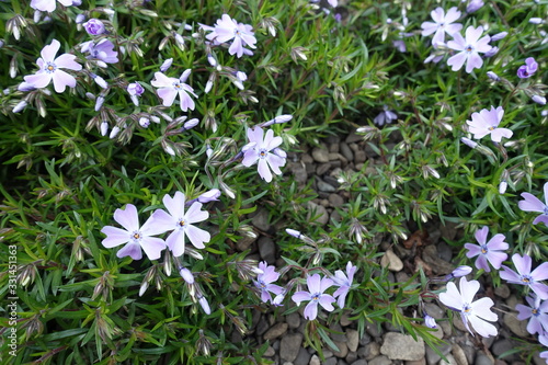 Buds and violet flowers of phlox subulata in mid April