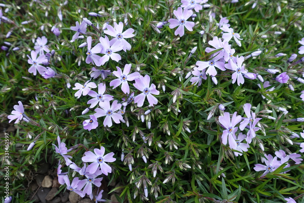 Green leaves, buds and violet flowers of phlox subulata in mid April ...