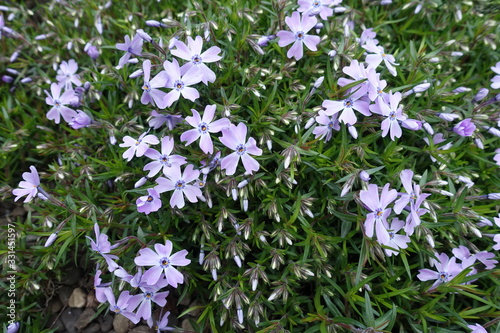 Green leaves, buds and violet flowers of phlox subulata in mid April photo