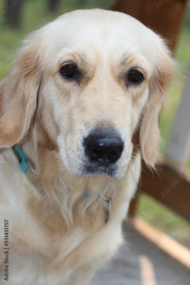 portrait of golden retriever