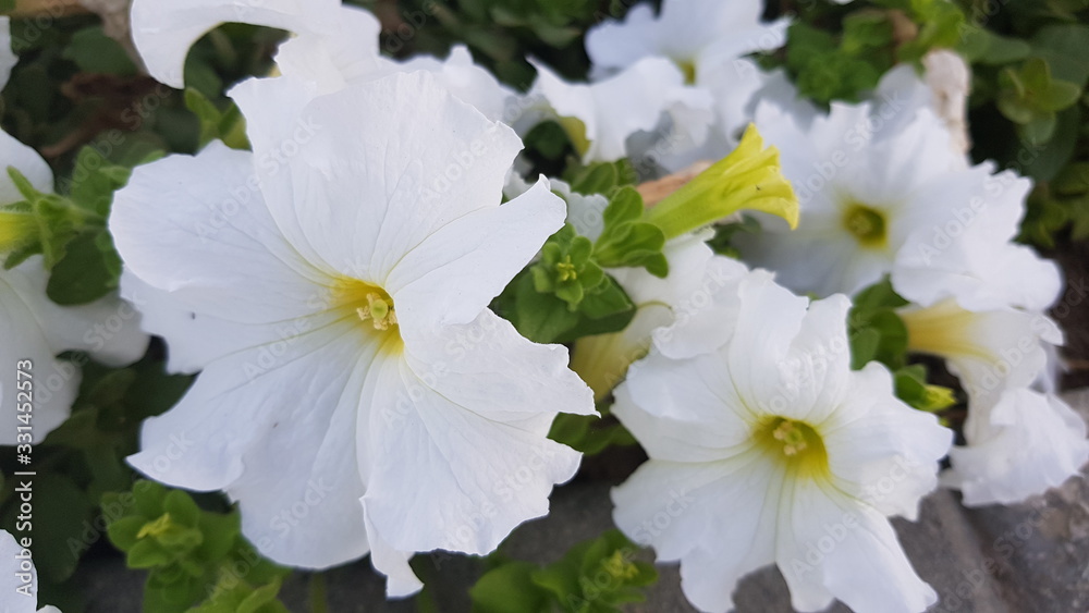 Beautiful white flowers 