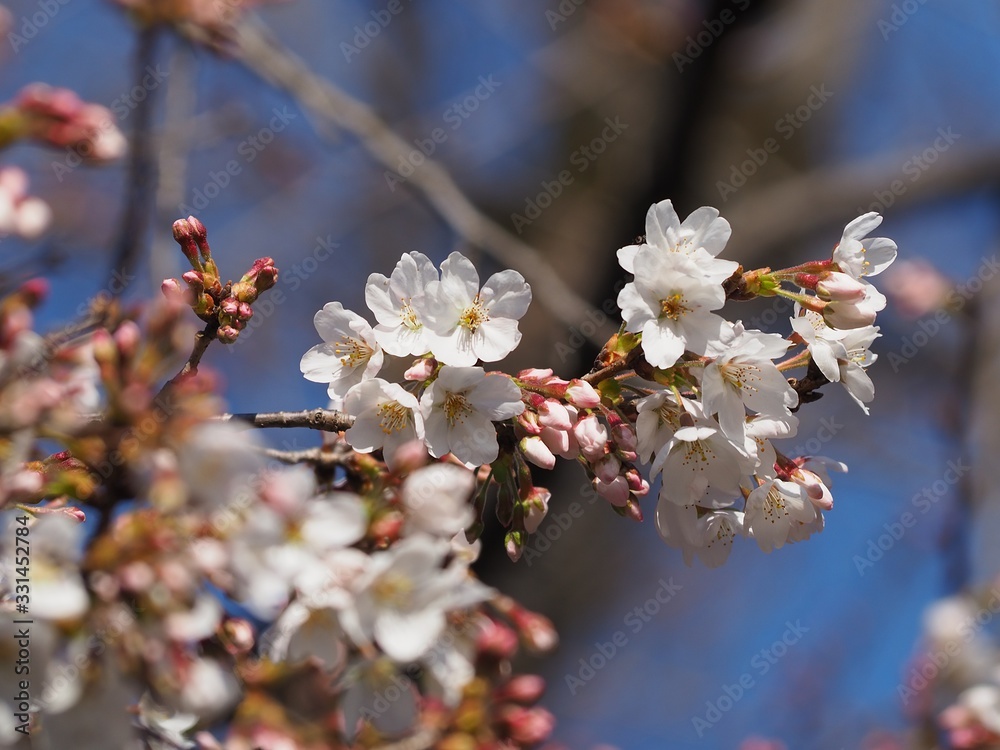 桜の花