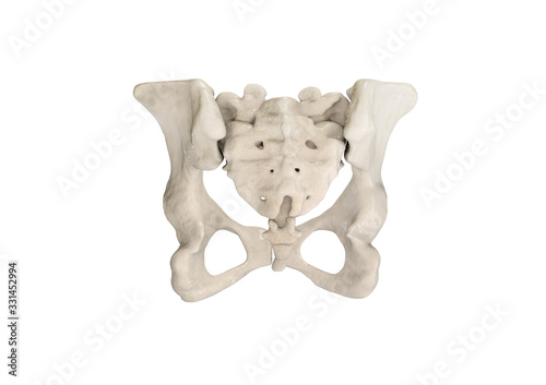 Pelvis  Human skeleton  Female Pelvic Bone anatomy  hip  3D artwork  Bones Labeled Anatomy back View  White background