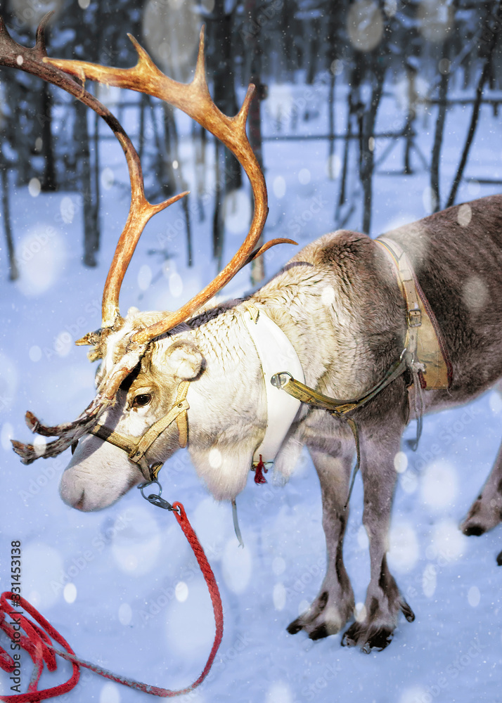 Reindeer at farm in Lapland Finland evening snowfall Reindeer at farm in Lapland Finland evening snowfall