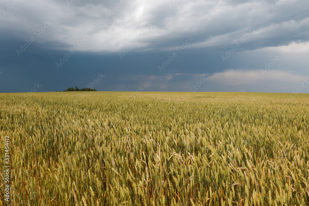 beautiful wheat field in the rays at sunset day