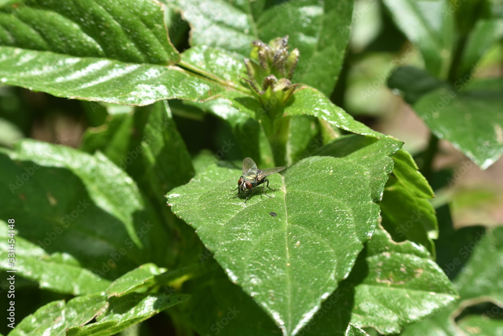 Mosca sobre las plantas Mosca sobre las plantas