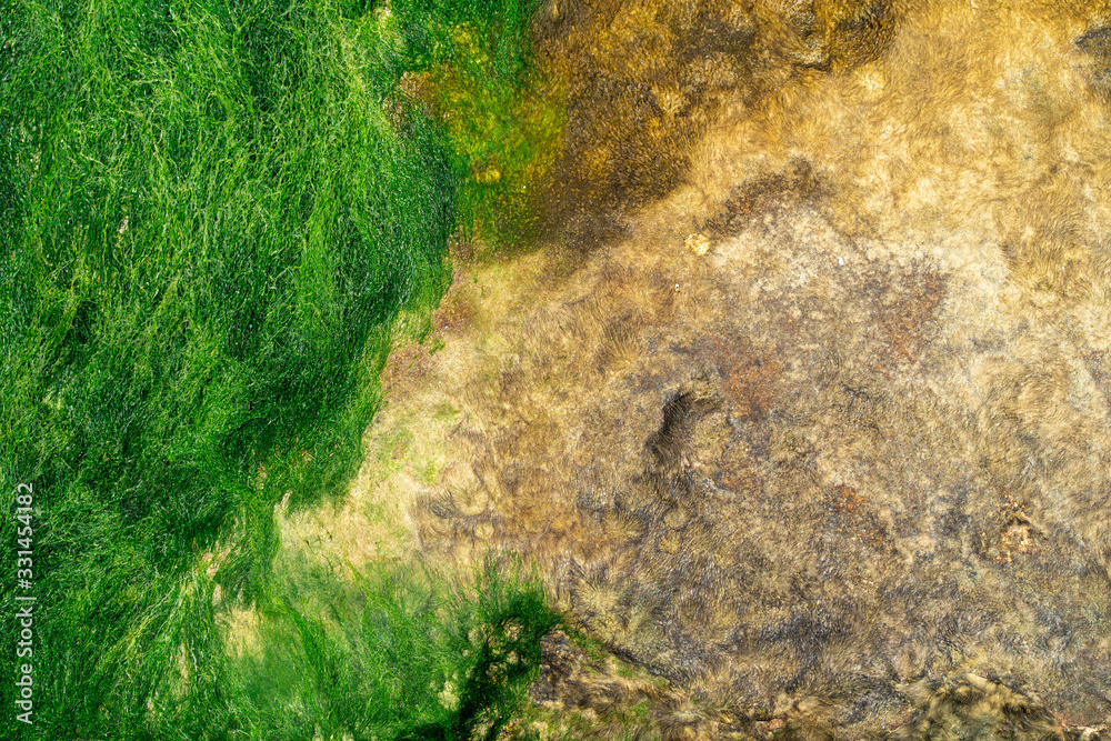 Green algae covered granite boulder in a sea beach. Background and surface texture. Sea algae or Green moss stuck on stone. Rocks covered with green seaweed in ocean water. Green algae covered granite boulder in a sea beach. Background and surface texture. Sea algae or Green moss stuck on stone. Rocks covered with green seaweed in ocean water.