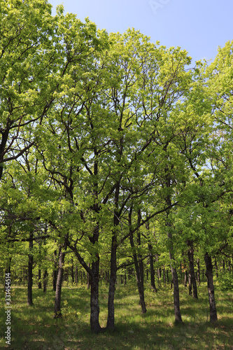 oak trees