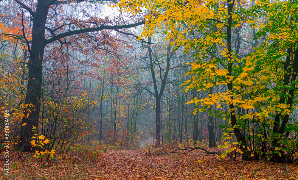 Autumn forest. Pleasant walk in the nature. Autumn painted trees with its magical colors. Autumn forest. Pleasant walk in the nature. Autumn painted trees with its magical colors.