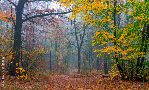 Autumn forest. Pleasant walk in the nature. Autumn painted trees with its magical colors. 