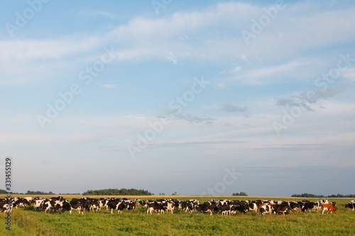 herd of cows in a field at sunset