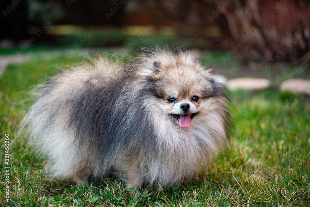 Pomeranian mini; outdoors happy smiling puppy, dog