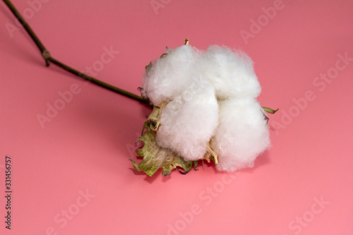 Cotton flowers , closeup on pink background