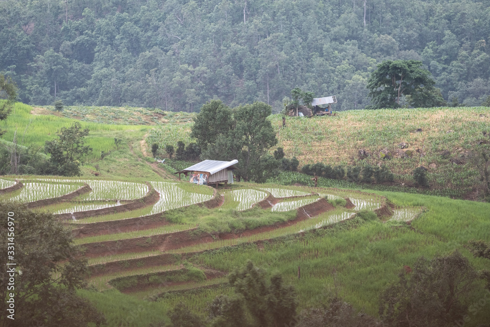 Rice fields beside the mountains in the north of Thailand during the rainy season Rice fields beside the mountains in the north of Thailand during the rainy season