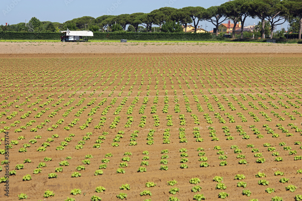 Wide cultivated field of green chicory in the plain
