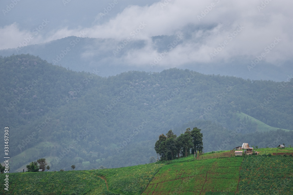 Rice fields beside the mountains in the north of Thailand during the rainy season Rice fields beside the mountains in the north of Thailand during the rainy season