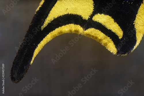 Detail of the wing of a swallowtail butterfly.